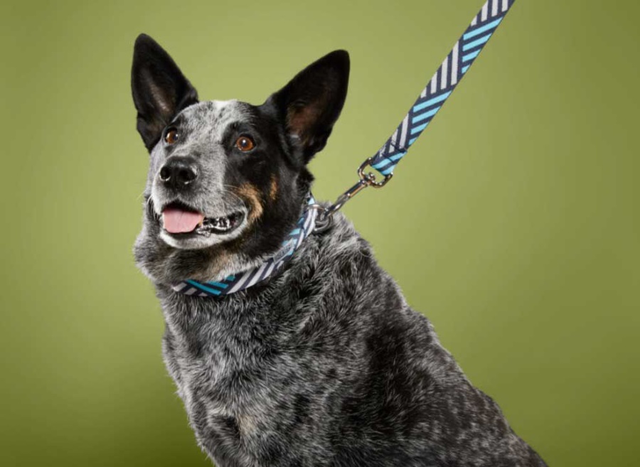 Navy-Blue Mist Keen KEEN Dog Leash